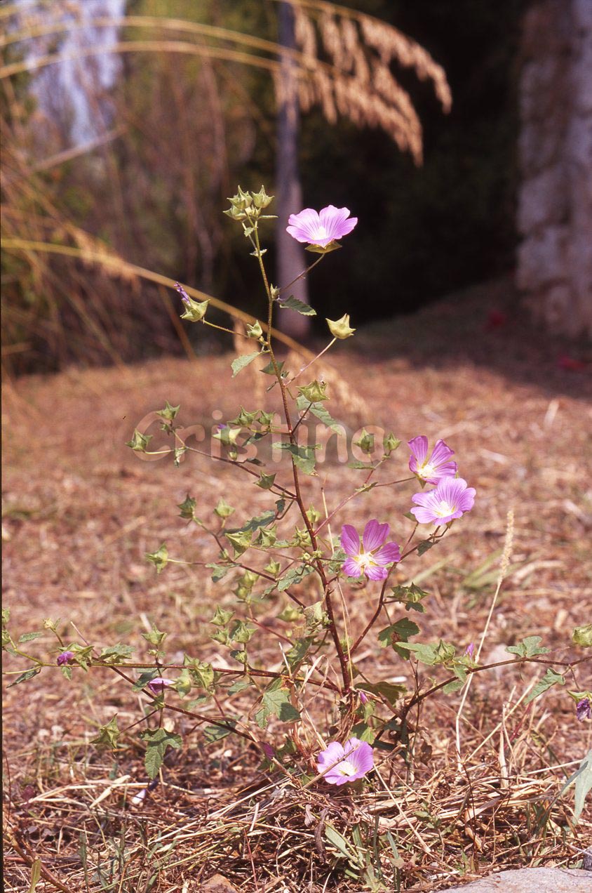 Malva punctata (=Lavatera punctata)  / Malvone punteggiato